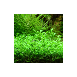 Glossostigma Elatinoides