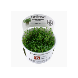 Glossostigma Elatinoides 045A TC