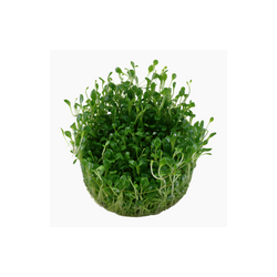 Glossostigma Elatinoides 045A TC