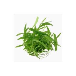 HELANTHIUM BOLIVIANUM QUADRICOSTATUS 068 TC