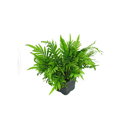 Helecho Bolbitis maceta