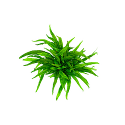 Helecho Java (Grande)