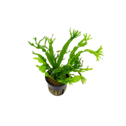 Helecho Windelow maceta