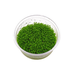 Hemianthus Callitrichoides (cuba)