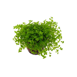 Hemianthus Glomeratus