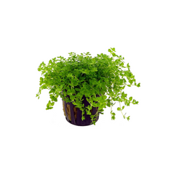 Hemianthus Glomeratus