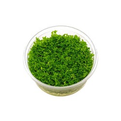 Hemianthus Micramtemoides