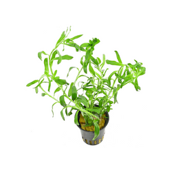 Heteranthera Zosterifolia