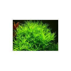 Heteranthera Zosterifolia