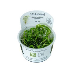 HETERANTHERA ZOSTERIFOLIA 096 TC