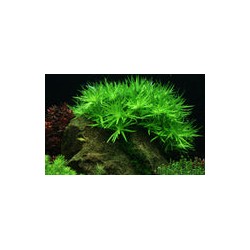 HETERANTHERA ZOSTERIFOLIA 096 TC