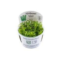 HOTTONIA PALUSTRIS 027 TC