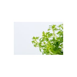 HOTTONIA PALUSTRIS 027 TC