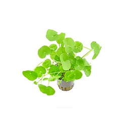 Hydrocotyle Leucocephala