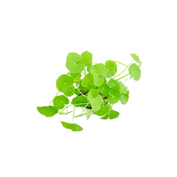 Hydrocotyle Leucocephala