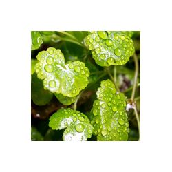 Hydrocotyle Sibthorpioides