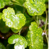 Hydrocotyle Sibthorpioides