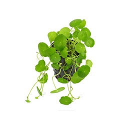 Hydrocotyle Verticillata