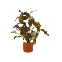 Hygrophila Brown