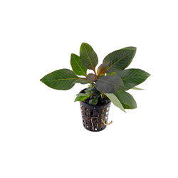 Hygrophila Corymbosa Compact