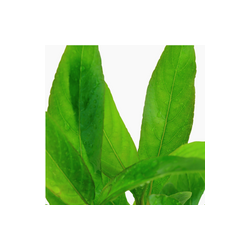 HYGROPHILA CORYMBOSA STRICTA 053A