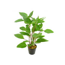 Hygrophila Corymbosa Temple