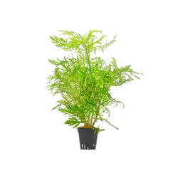 Hygrophila Difformis