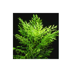 Hygrophila Difformis
