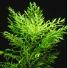 Hygrophila Difformis