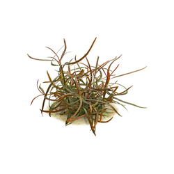 Hygrophila Lancea "Araguaia"