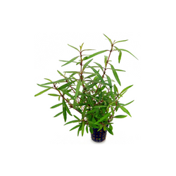 Hygrophila Lancea "Araguaia"
