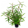 Hygrophila Lancea "Araguaia"