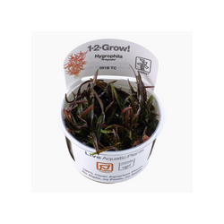 HYGROPHILA LANCEA ARAGUAIA 051B TC