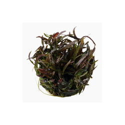 HYGROPHILA LANCEA ARAGUAIA 051B TC