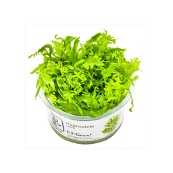 HYGROPHILA ODORA 051D TC