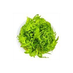 HYGROPHILA ODORA 051D TC