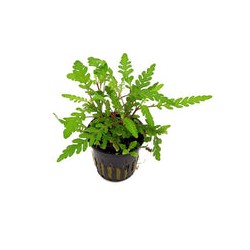 Hygrophila pinnatifida