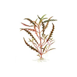 Hygrophila pinnatifida