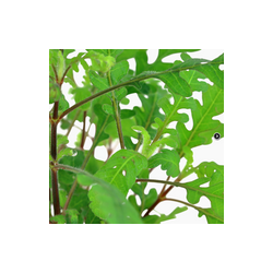 HYGROPHILA PINNATIFIDA 051A