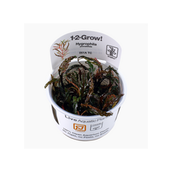 HYGROPHILA PINNATIFIDA 051A TC