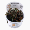 HYGROPHILA PINNATIFIDA 051A TC