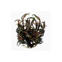 HYGROPHILA PINNATIFIDA 051A TC