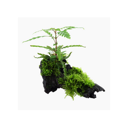 HYGROPHILA PINNATIFIDA 051A YWS