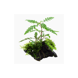 HYGROPHILA PINNATIFIDA 051A YWS