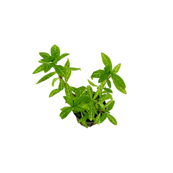 Hygrophila Polysperma "Rosanervig"