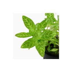 HYGROPHILA POLYSPERMA ROSANERVIG 050B