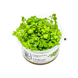 HYGROPHILA SERPYLLUM 052B TC