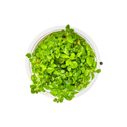 HYGROPHILA SERPYLLUM 052B TC