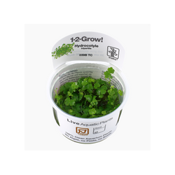 HYGROPHILA TRIPARTITA 039B TC