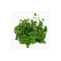 HYGROPHILA TRIPARTITA 039B TC